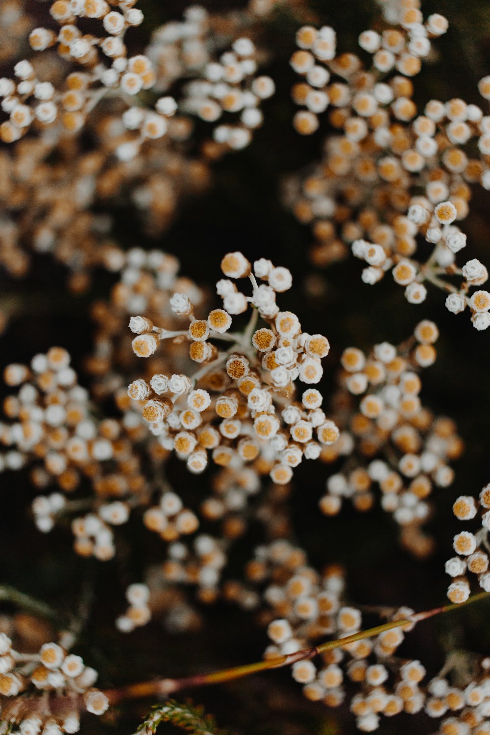 white and brown round ornament