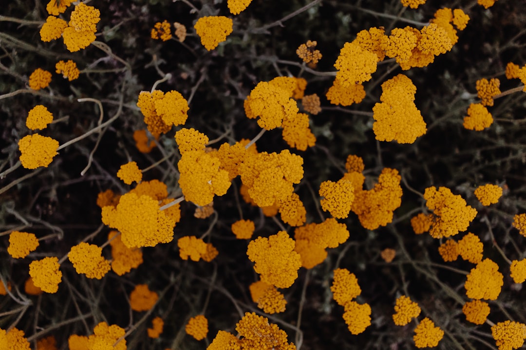 yellow flowers on brown tree branch