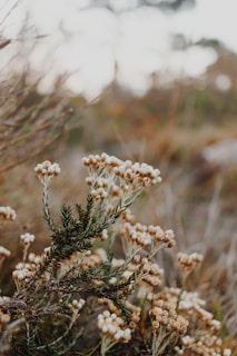 Close-up of wildflowers beside a country road where Chantal camped.