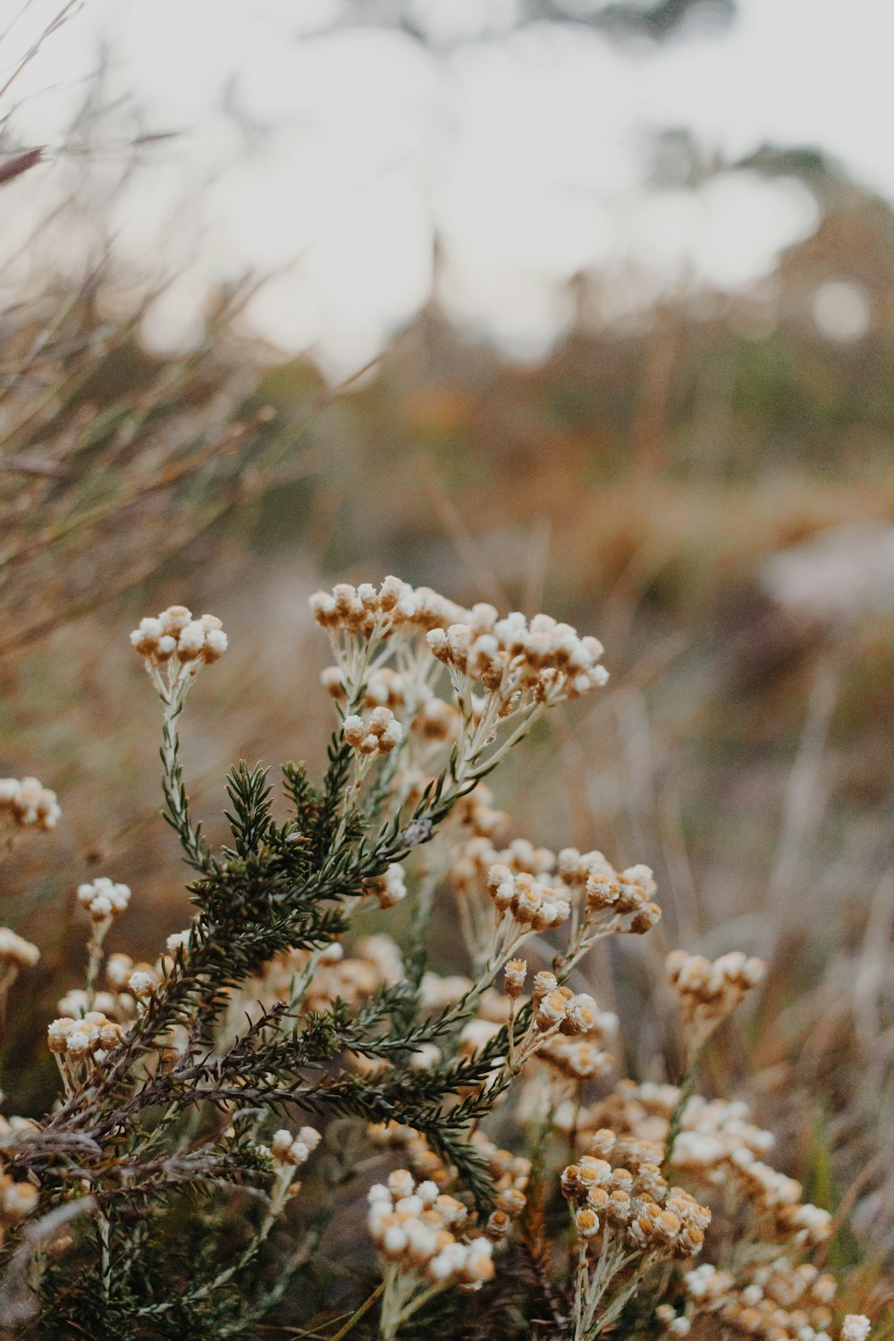 white flower in tilt shift lens