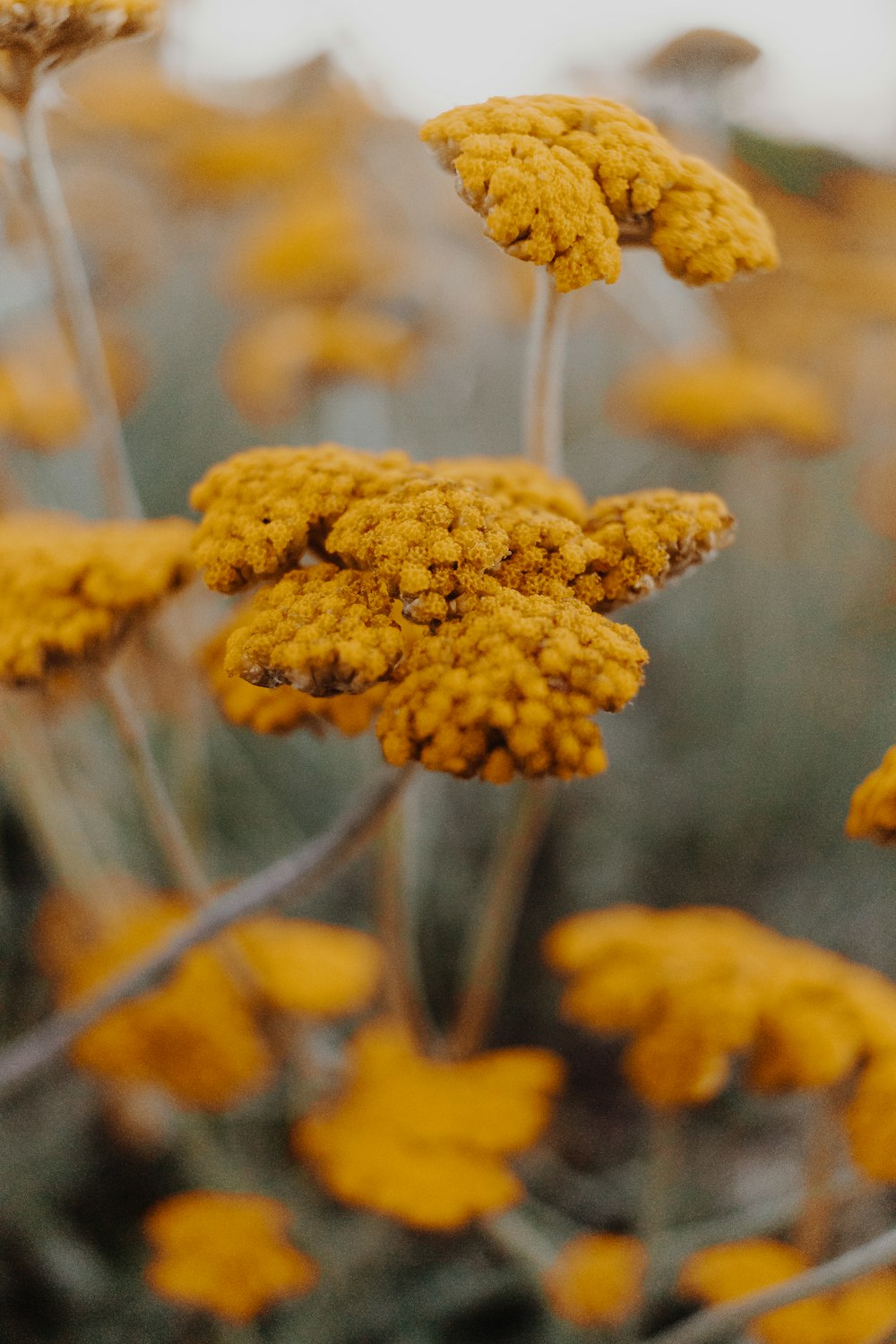 brown flower in tilt shift lens