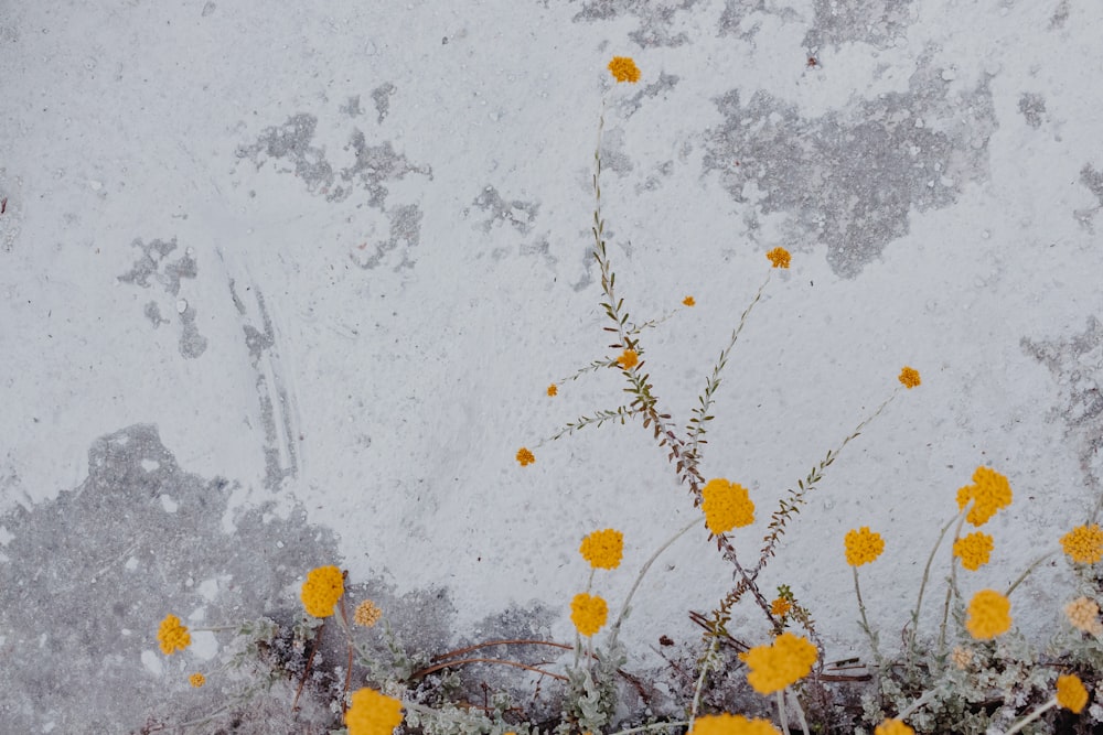 yellow flowers on white snow