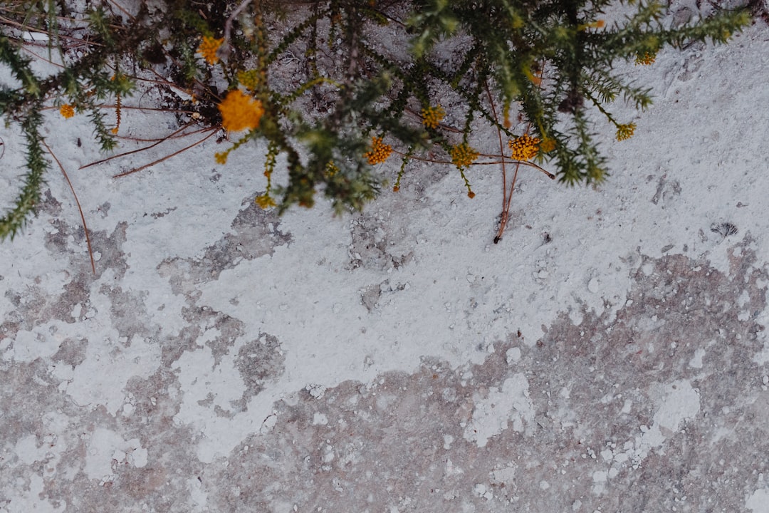 yellow and orange flowers on gray concrete floor