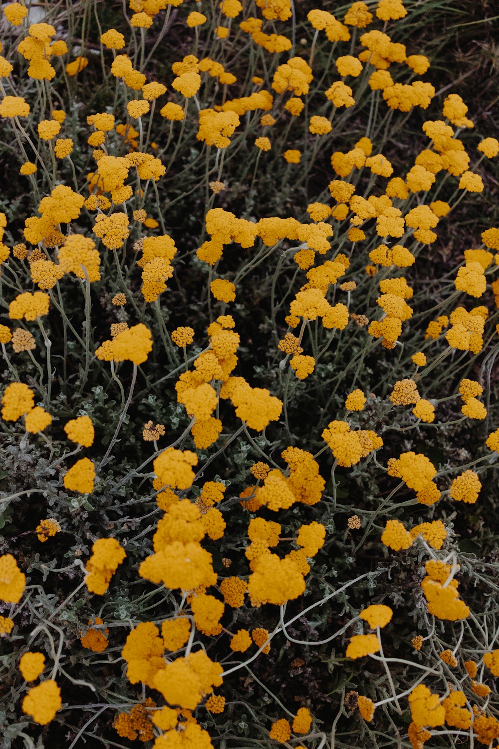 fleurs jaunes sur sol brun