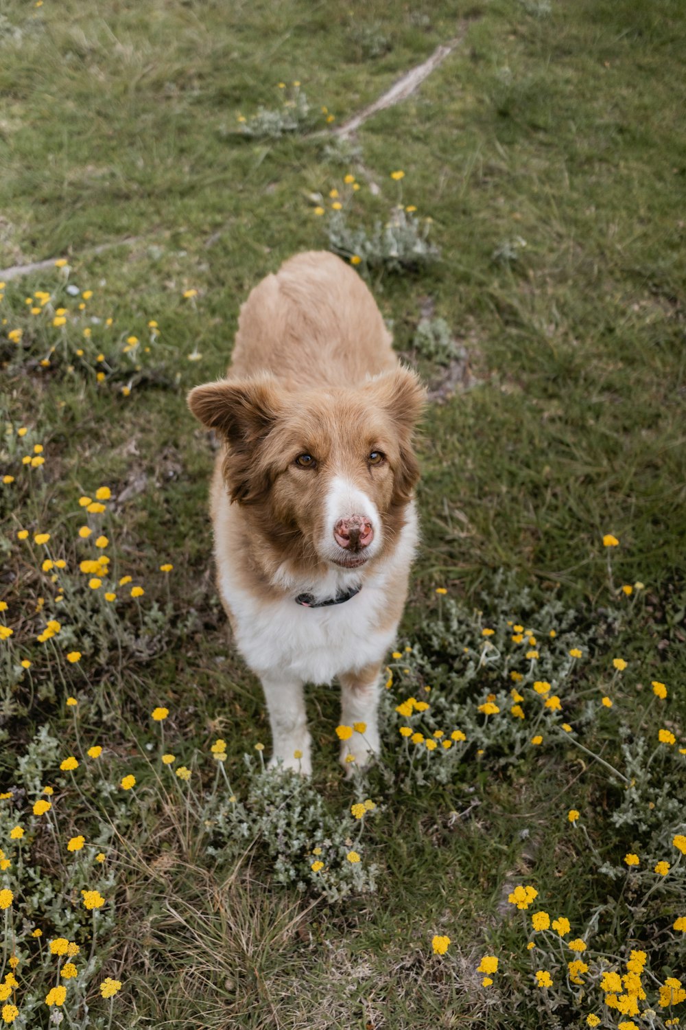 Perro mediano de pelaje largo marrón y blanco en un campo de hierba verde durante el día