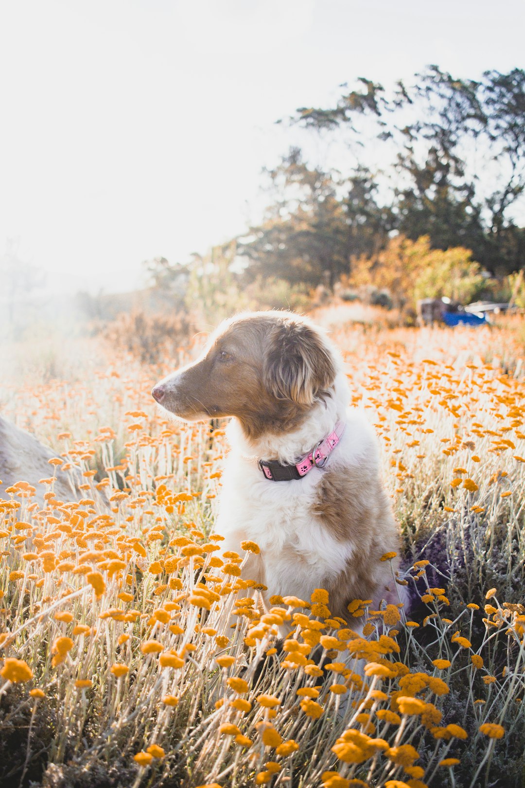 white and brown long coated dog sitting on yellow flower field during daytime