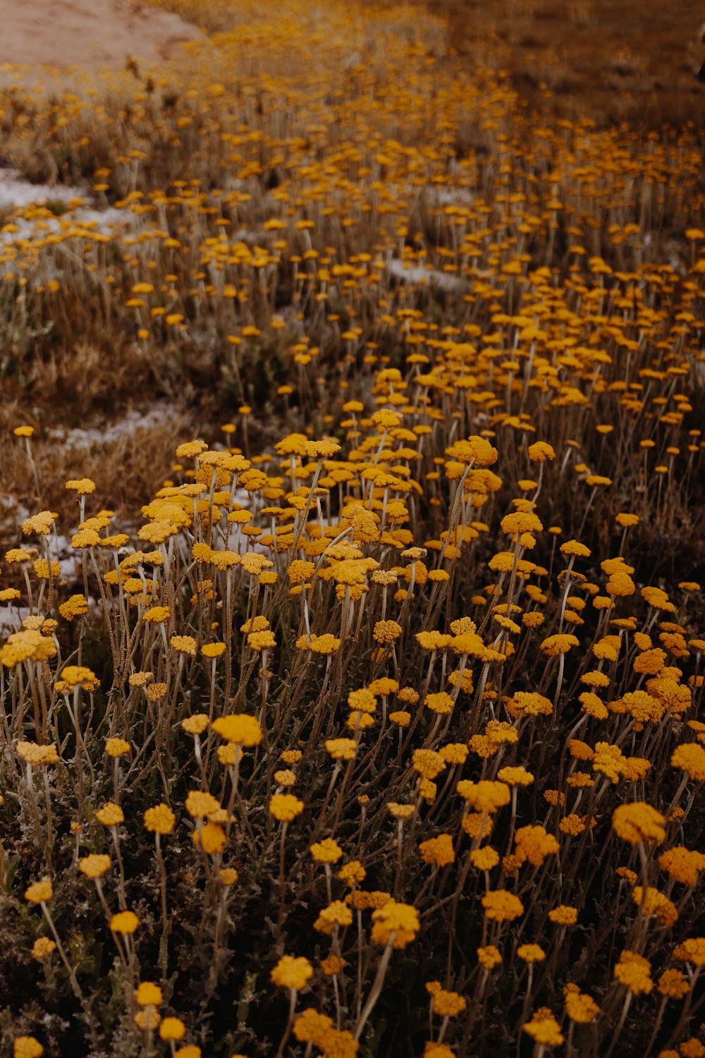 campo de flores amarelas durante o dia