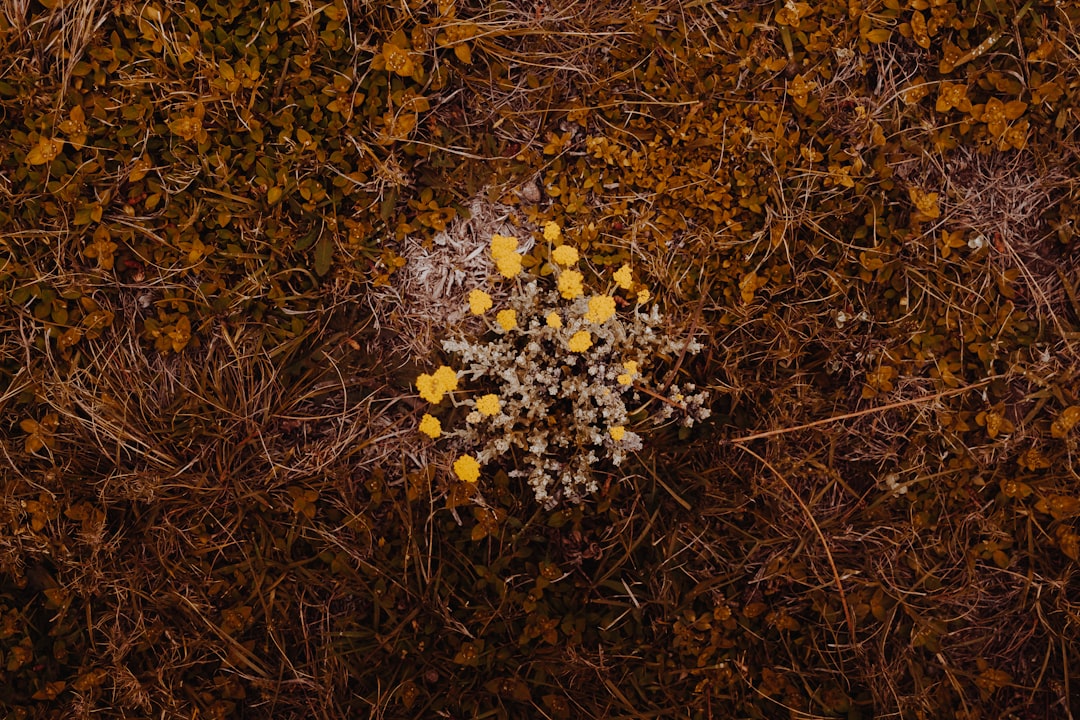 white flowers on brown grass