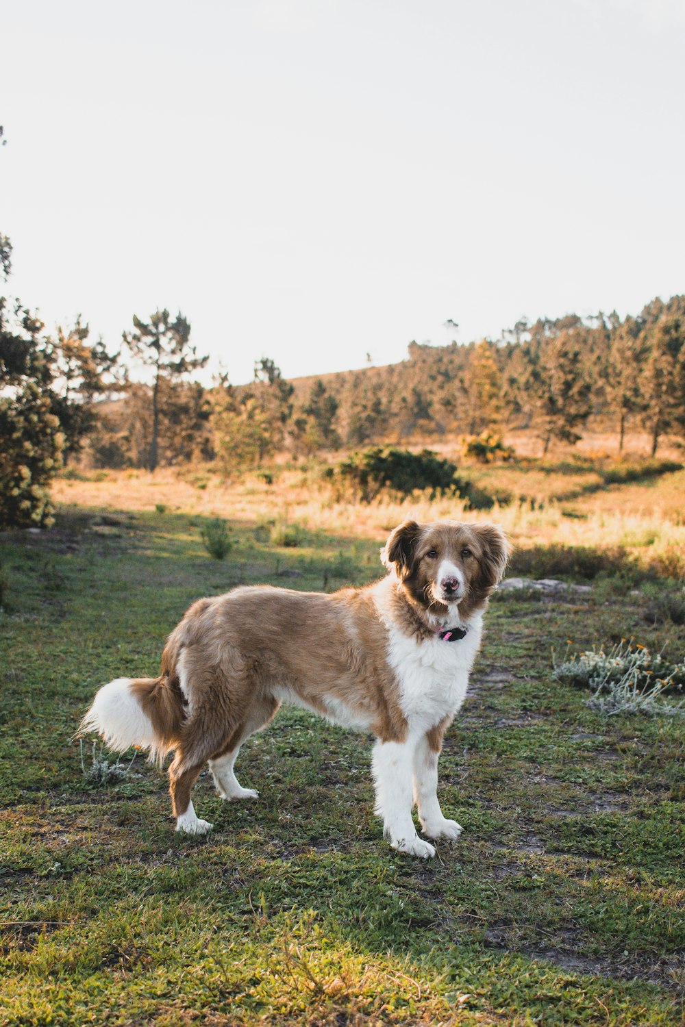 日中の緑の芝生の上の茶色と白のロングコートの中型犬