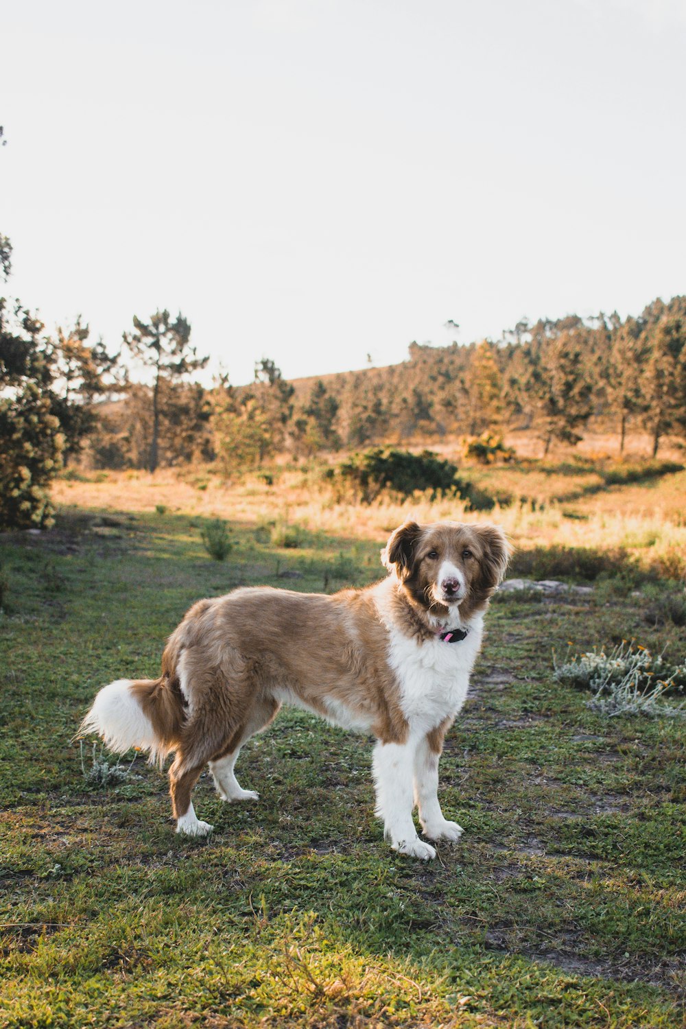 brown and white long coat medium dog on green grass field during daytime