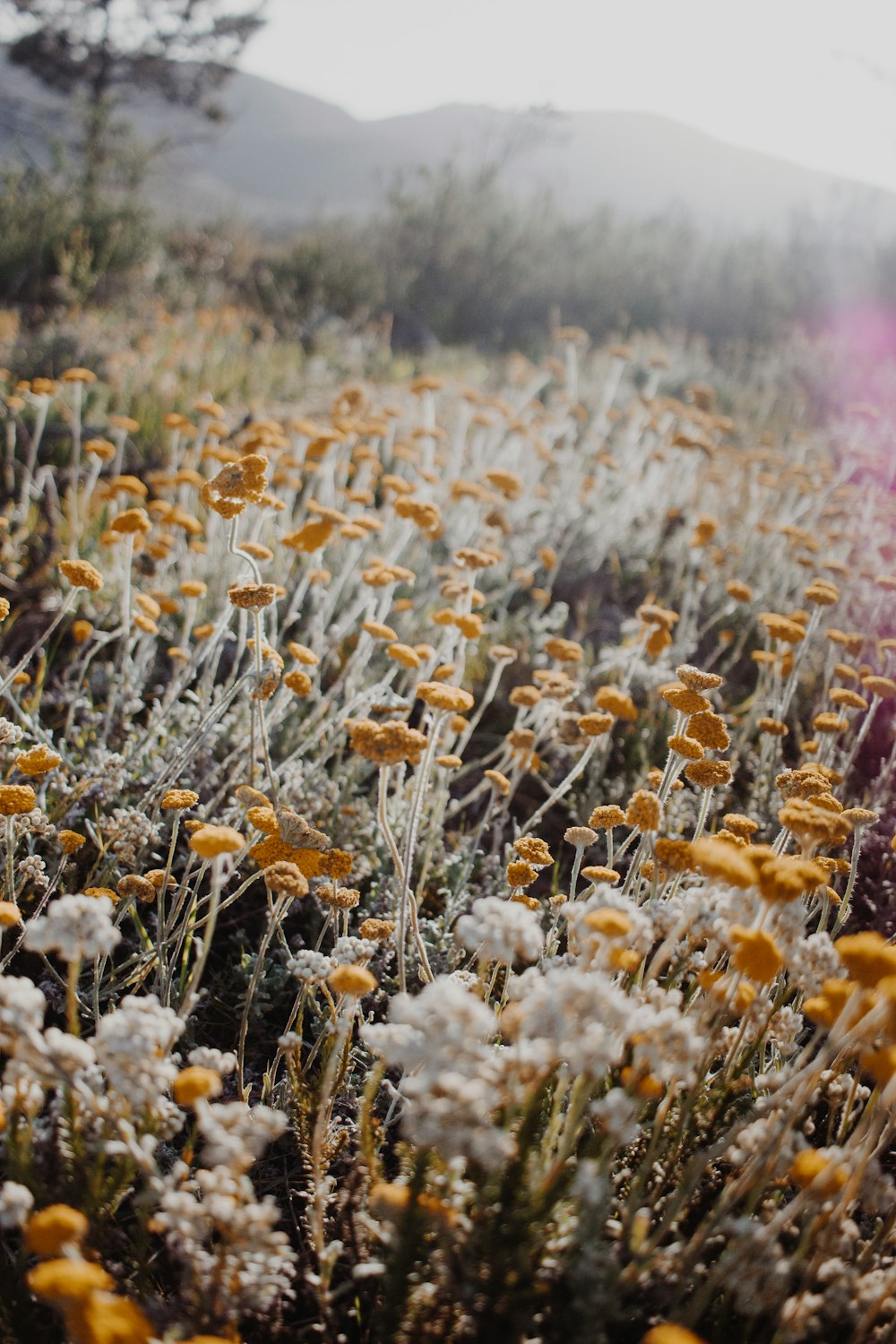 white and yellow flower field during daytime