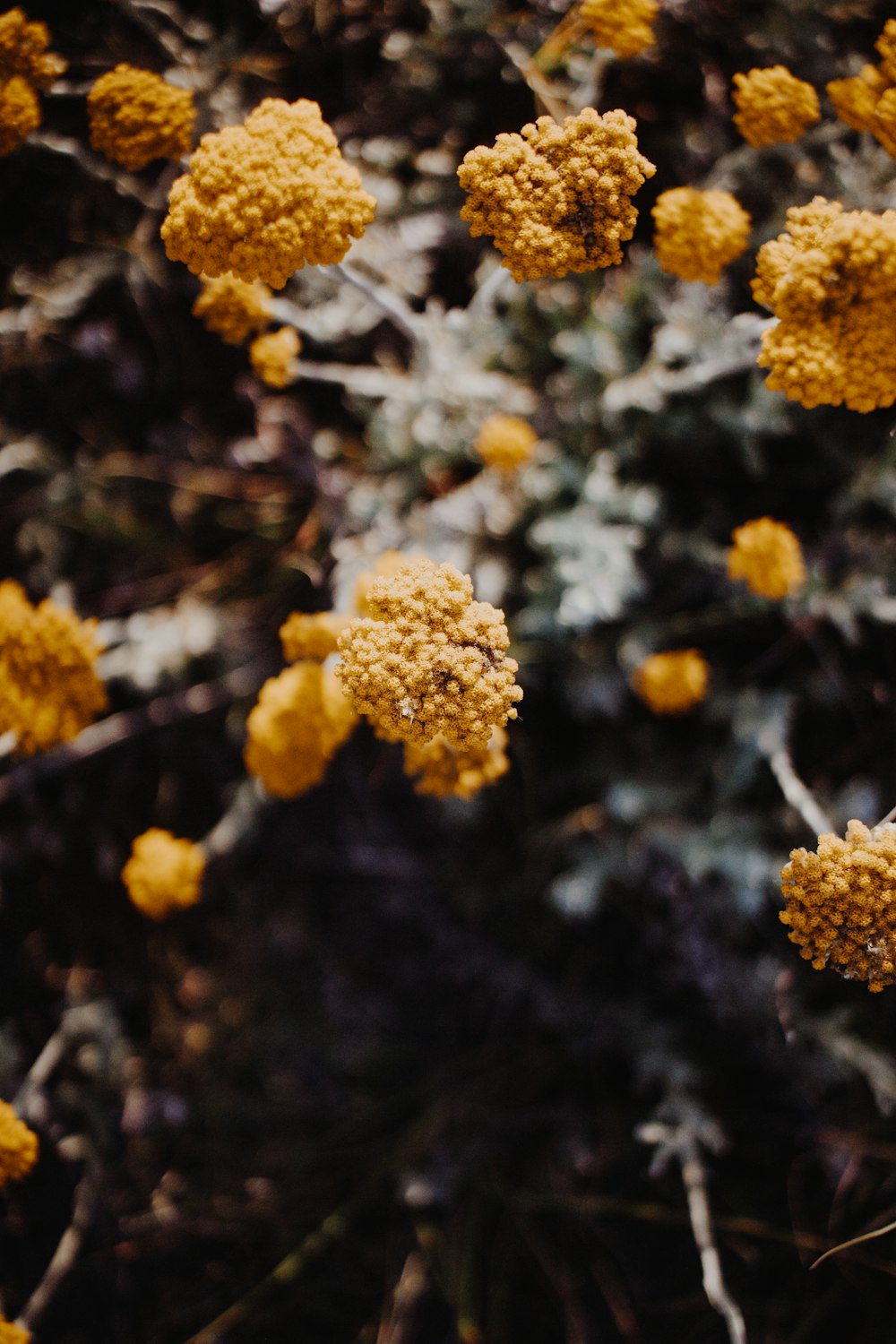 yellow flowers in tilt shift lens