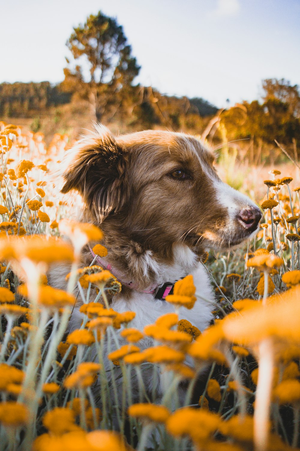 brown and white border collie on yellow flower field during daytime
