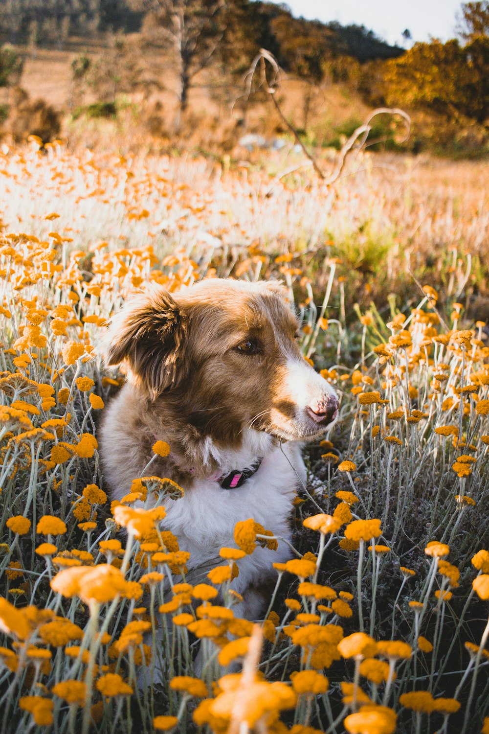 brown and white long coated dog on yellow flower field during daytime