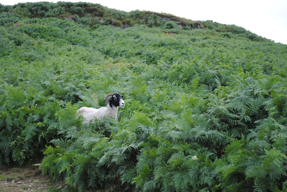 white and black short coated dog on green grass field during daytime