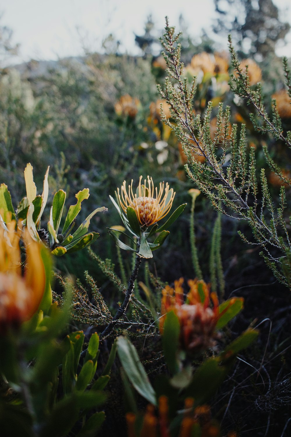 yellow and green flower in tilt shift lens