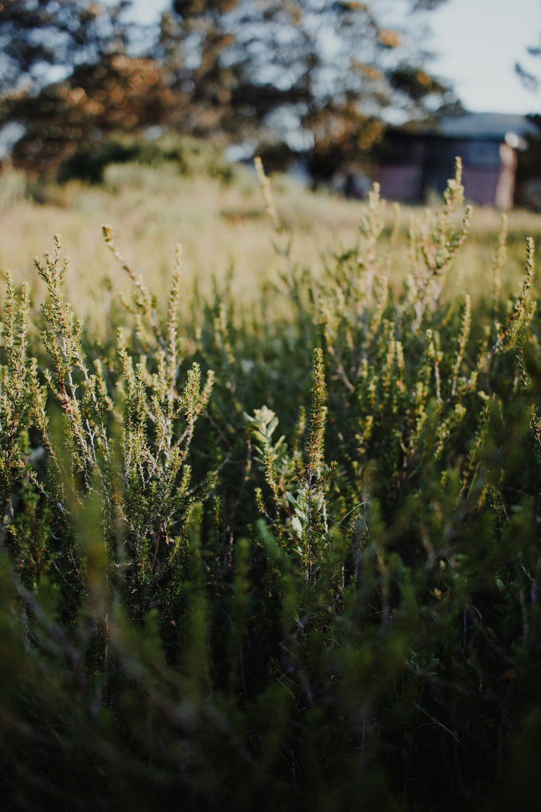 green grass field during daytime