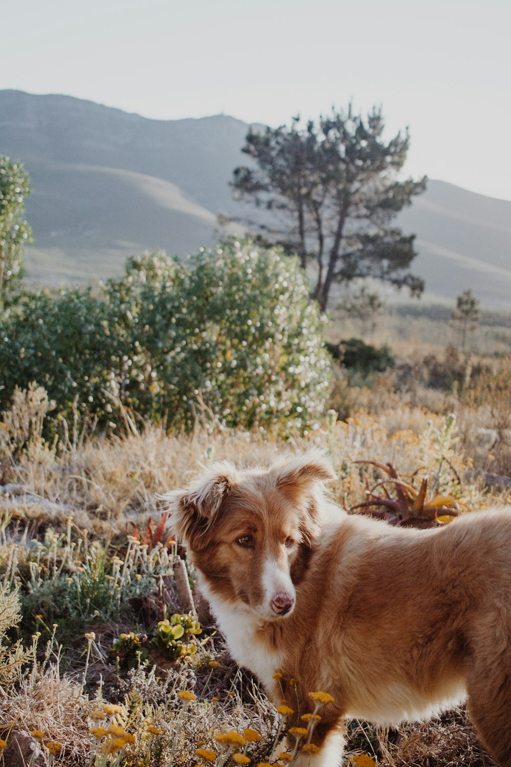 brown and white short coated dog on green grass field during daytime