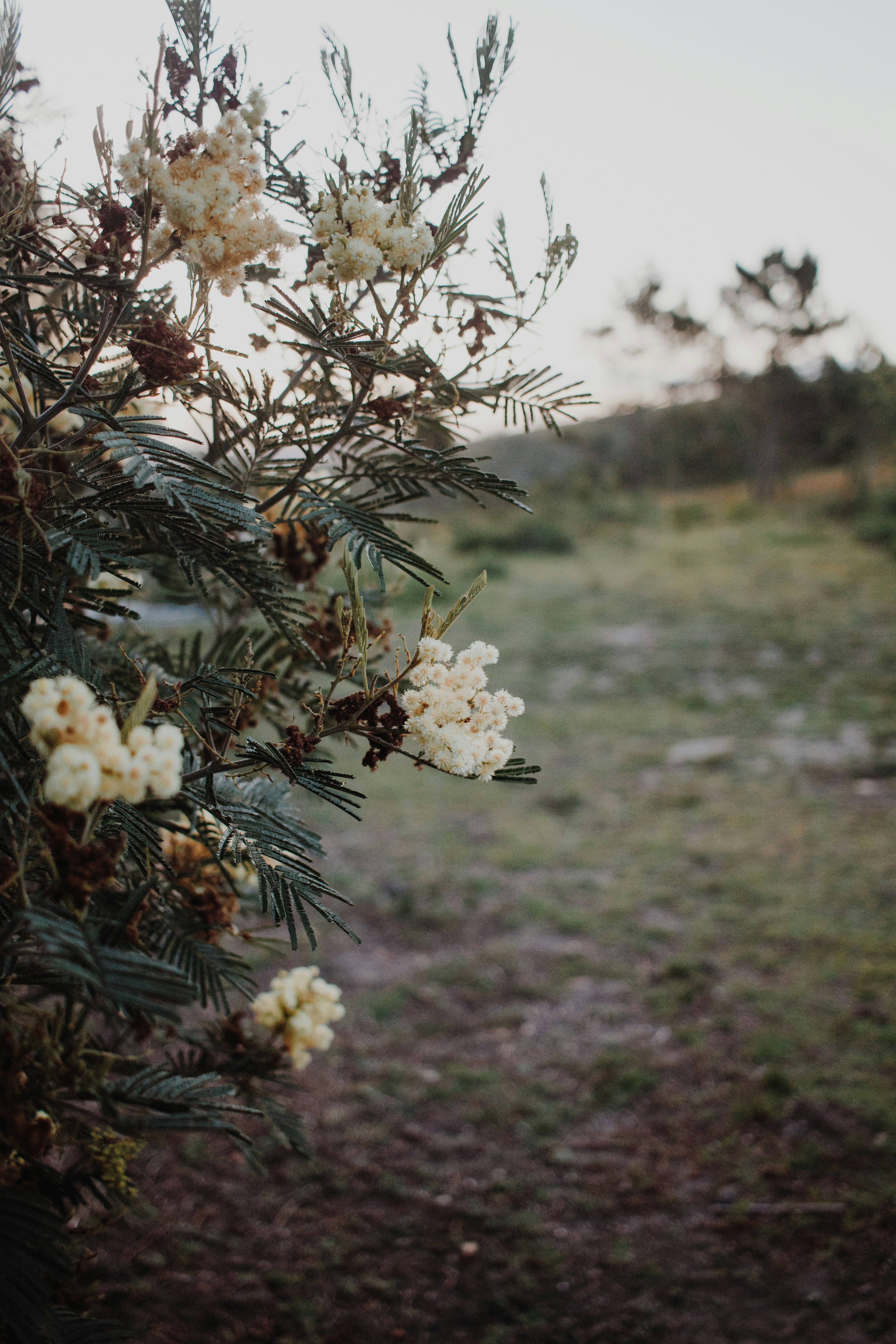 weiße Blumen auf grünem Grasfeld tagsüber
