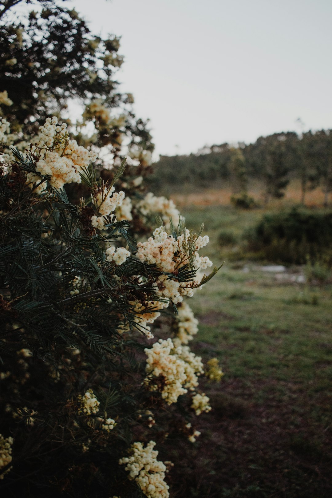 white flowers on green grass field during daytime