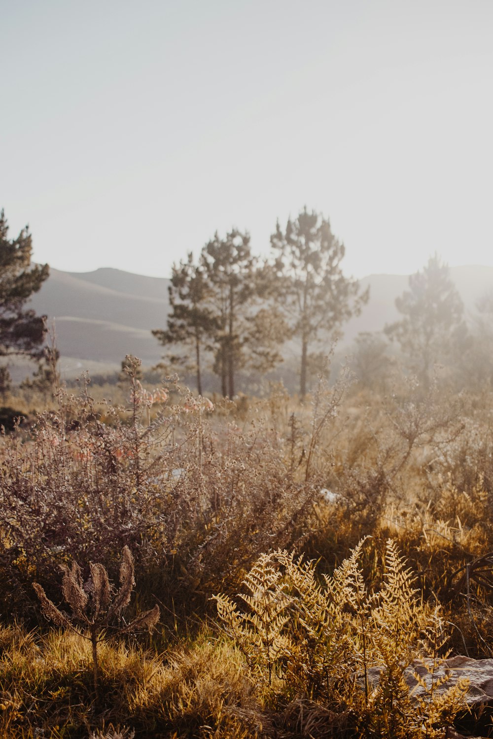 brown grass field near green trees during daytime