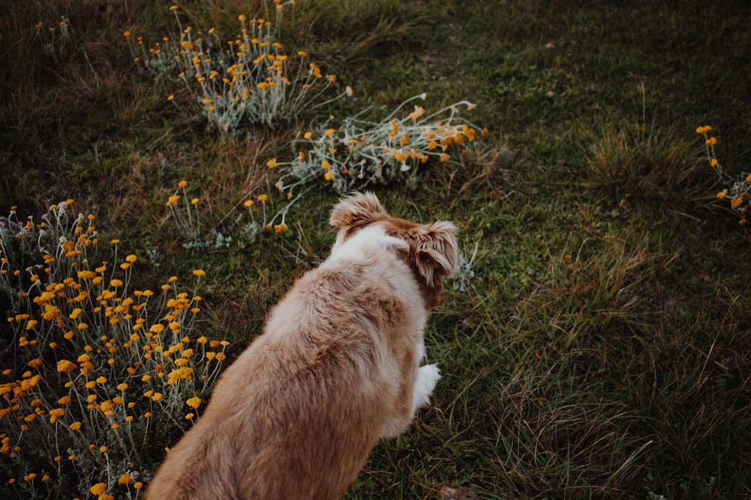 brown and white long coated medium sized dog on green grass field