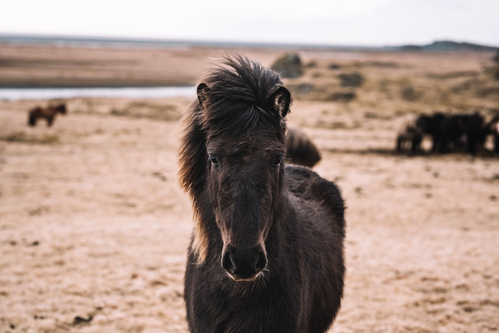 black horse on brown field during daytime