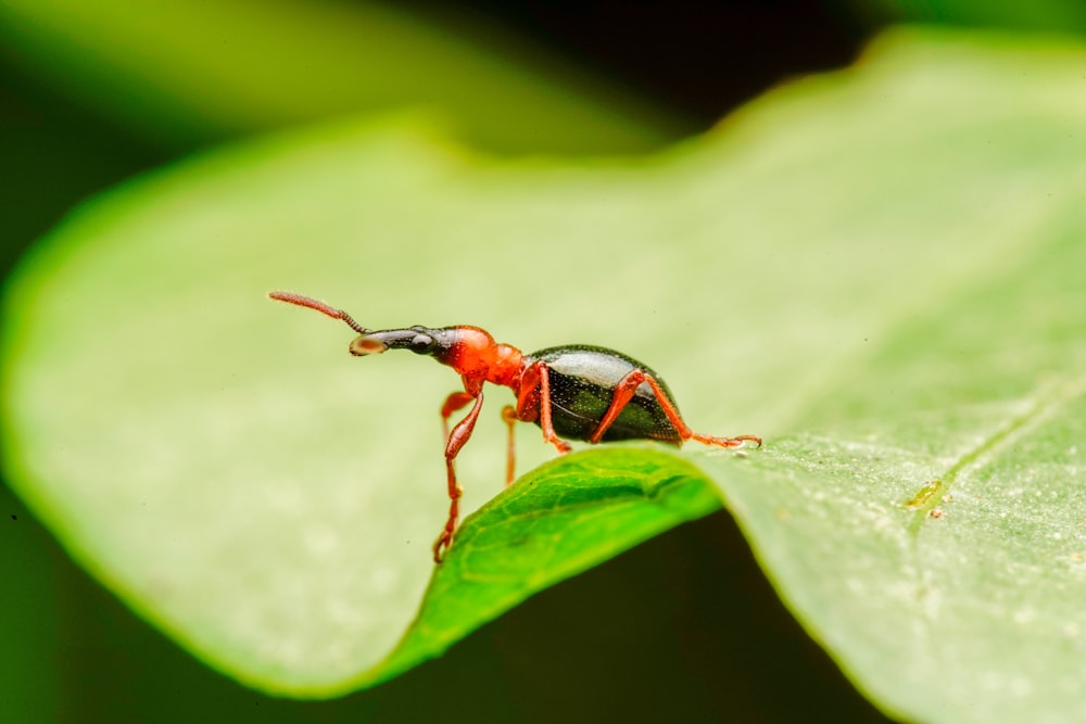 black beetle on green leaf