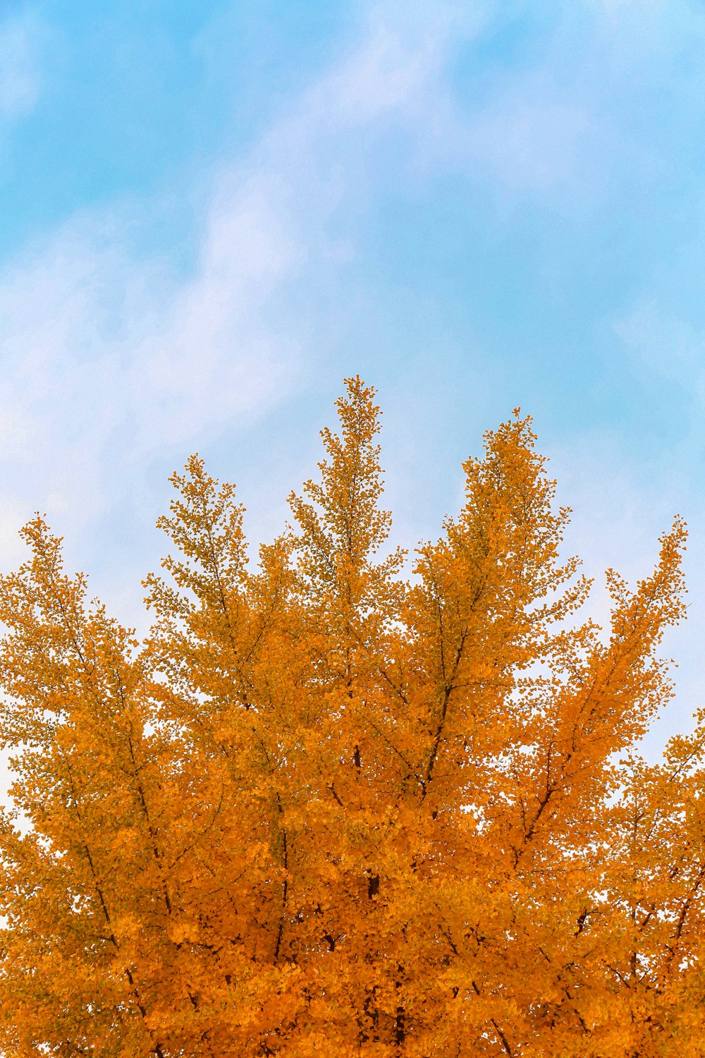 brown trees under blue sky during daytime