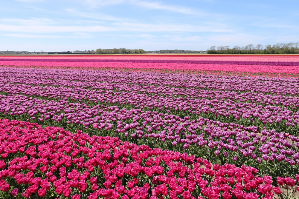 昼間の青空にピンク色の花畑