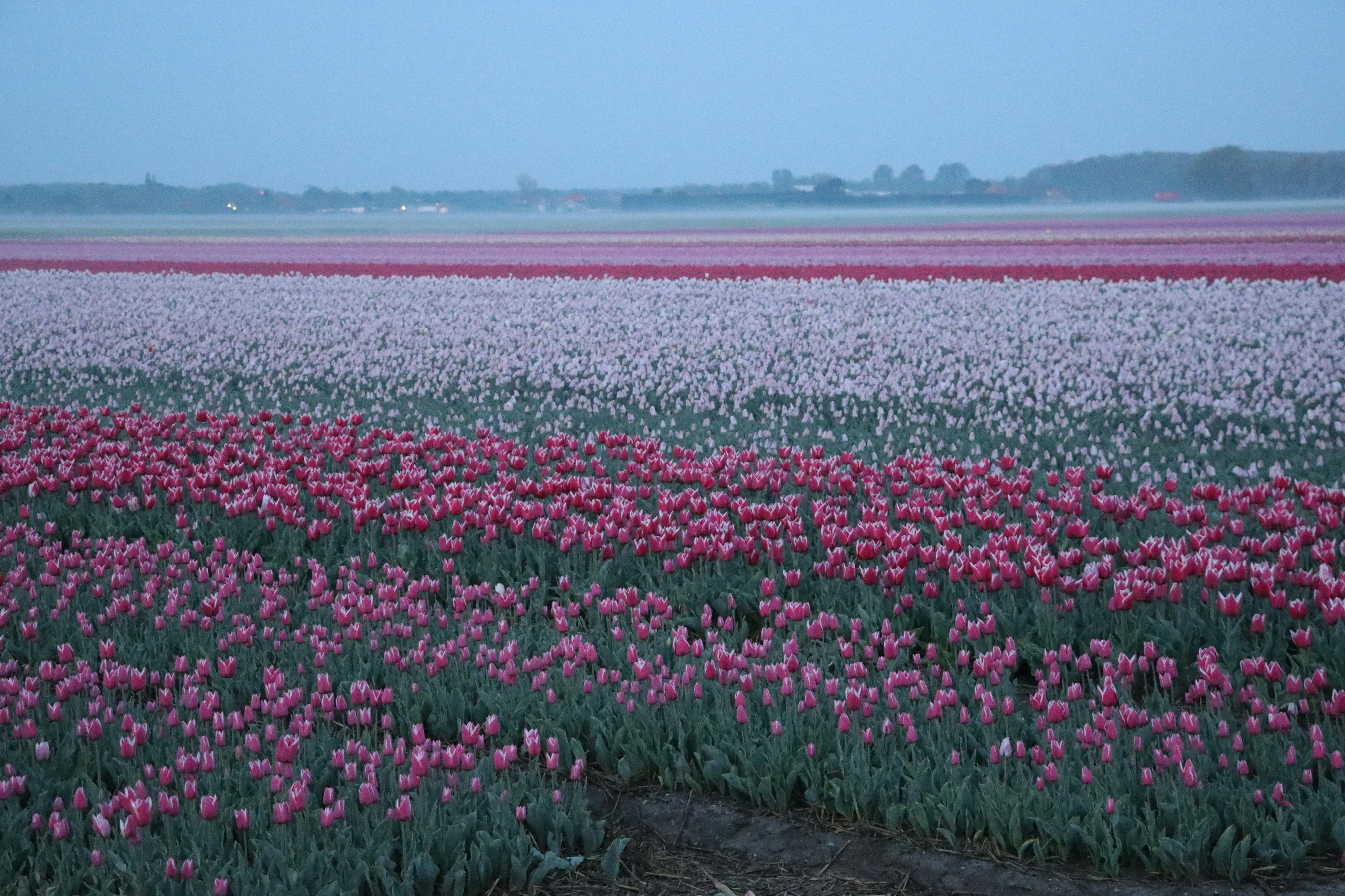 昼間の水域近くのピンクと白の花畑の写真 Unsplashで見つけるグレーの無料写真