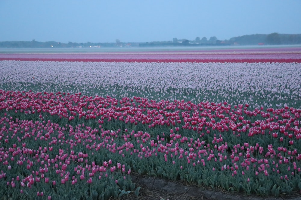 낮 동안 수역 근처의 분홍색과 흰색 꽃밭