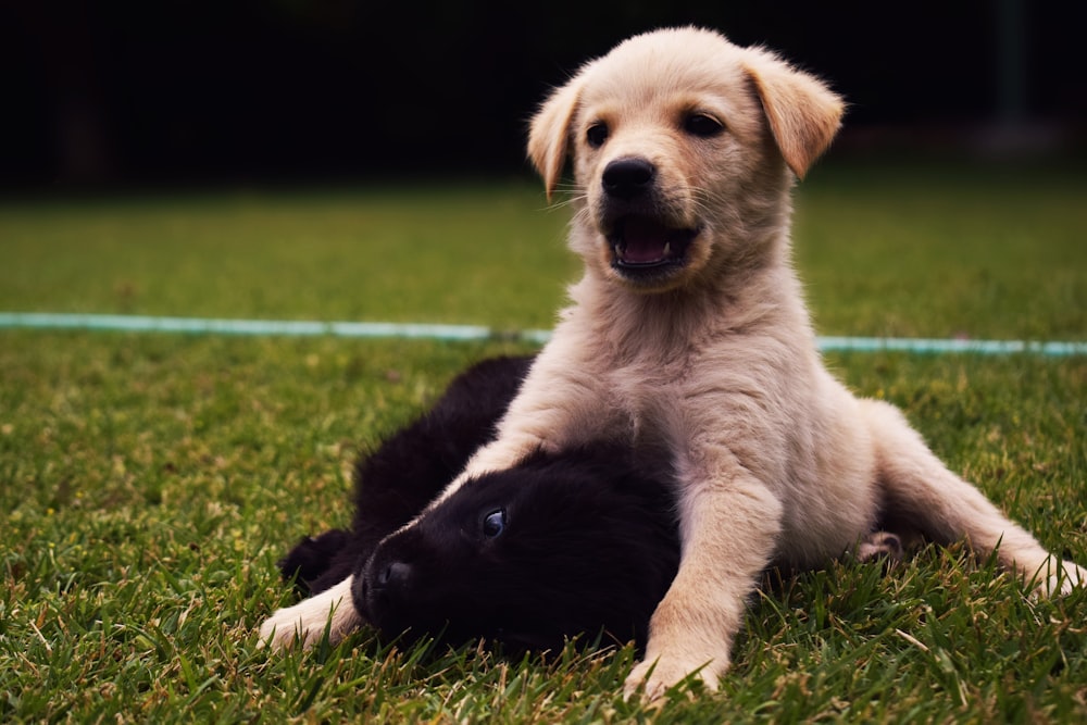 golden retriever puppy lying on green grass field during daytime