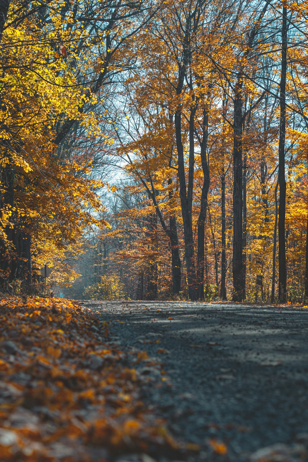 brown trees on the forest during daytime