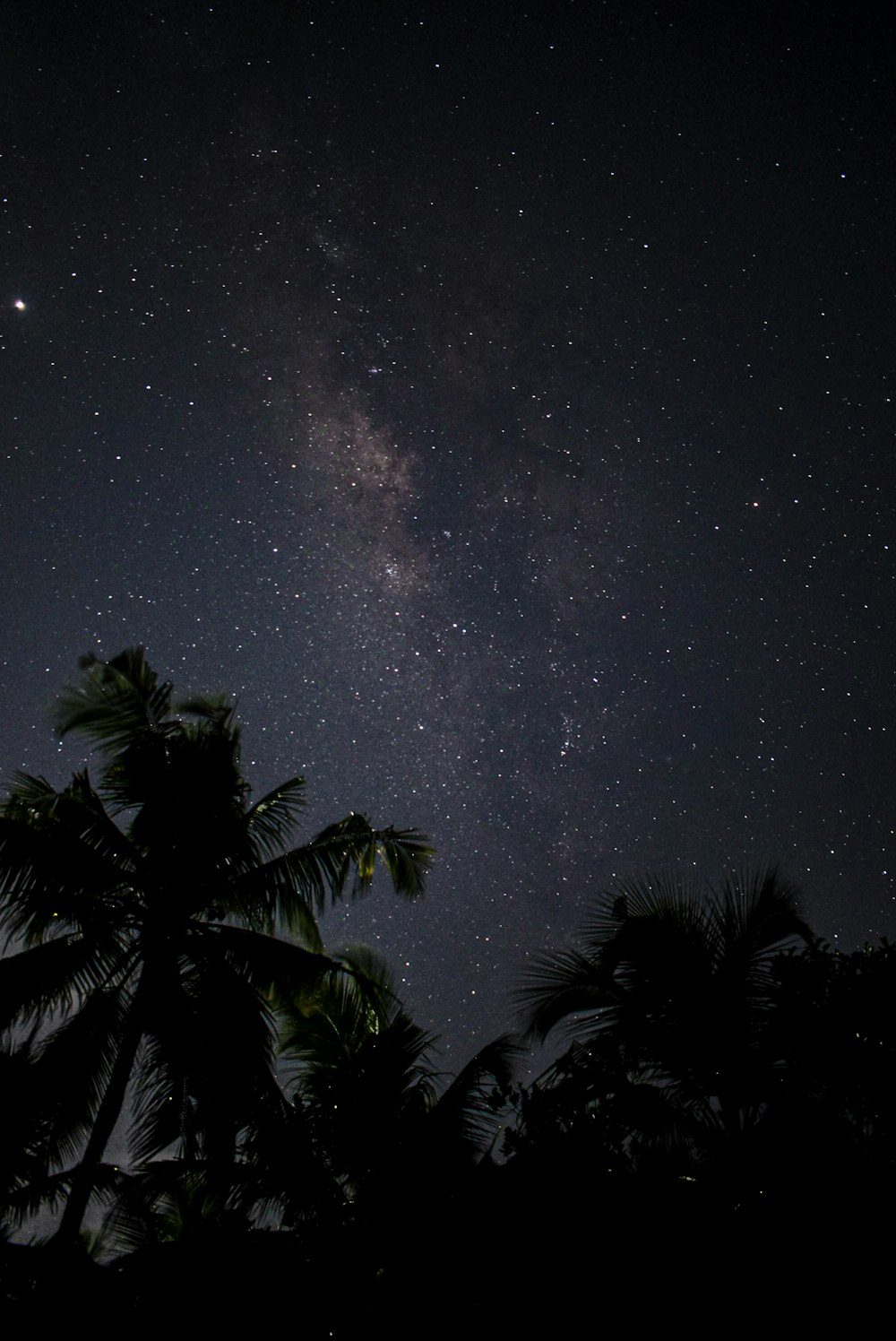 green palm tree under starry night