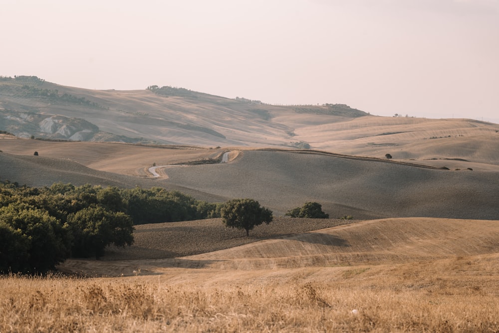 green trees on brown field during daytime