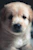 A close-up of a puppy's curious eyes looking up with trust.