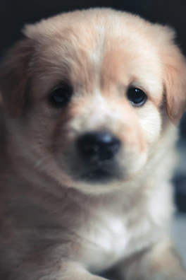A close-up of a happy puppy’s face with bright eyes.