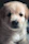 A close-up of a playful puppy with bright eyes and a wagging tail.