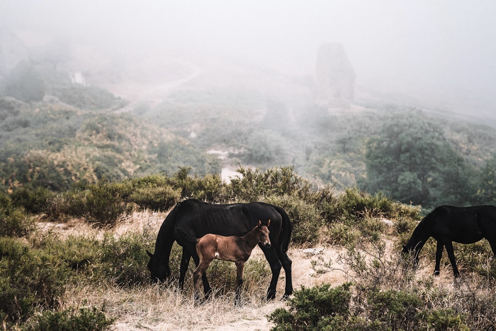 Caballo marrón en el campo de hierba verde durante el día