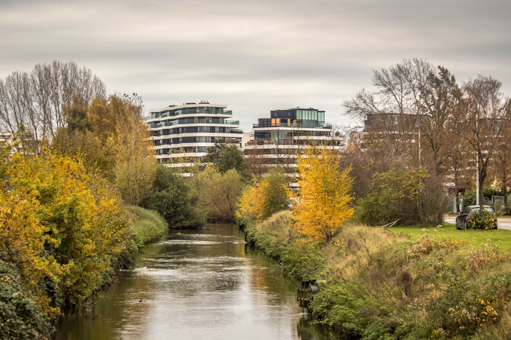 rivière entre les arbres verts et l’herbe pendant la journée