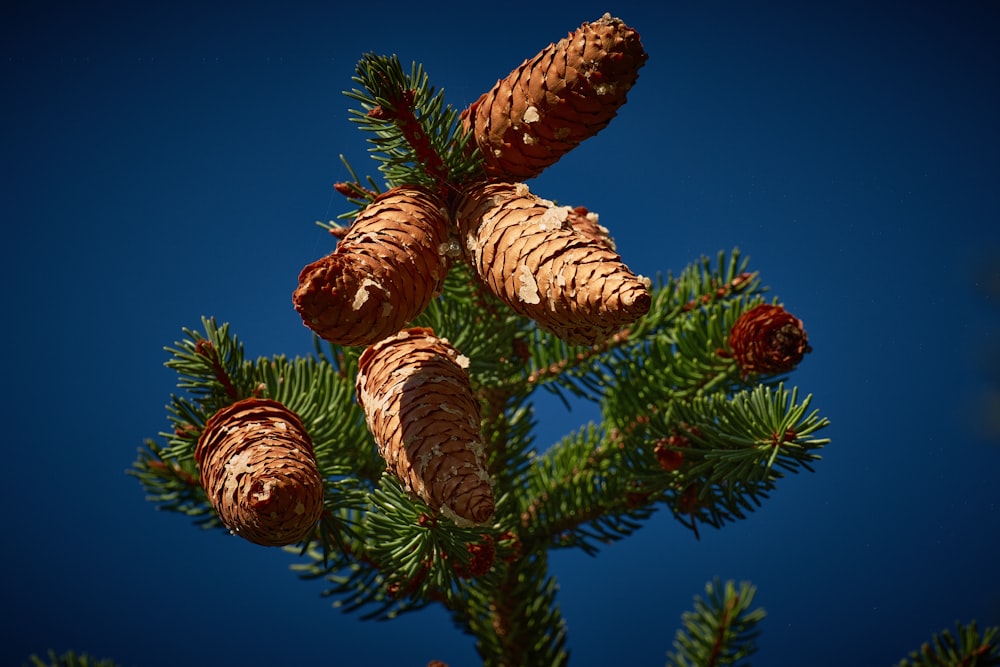 brown pine cone under blue sky