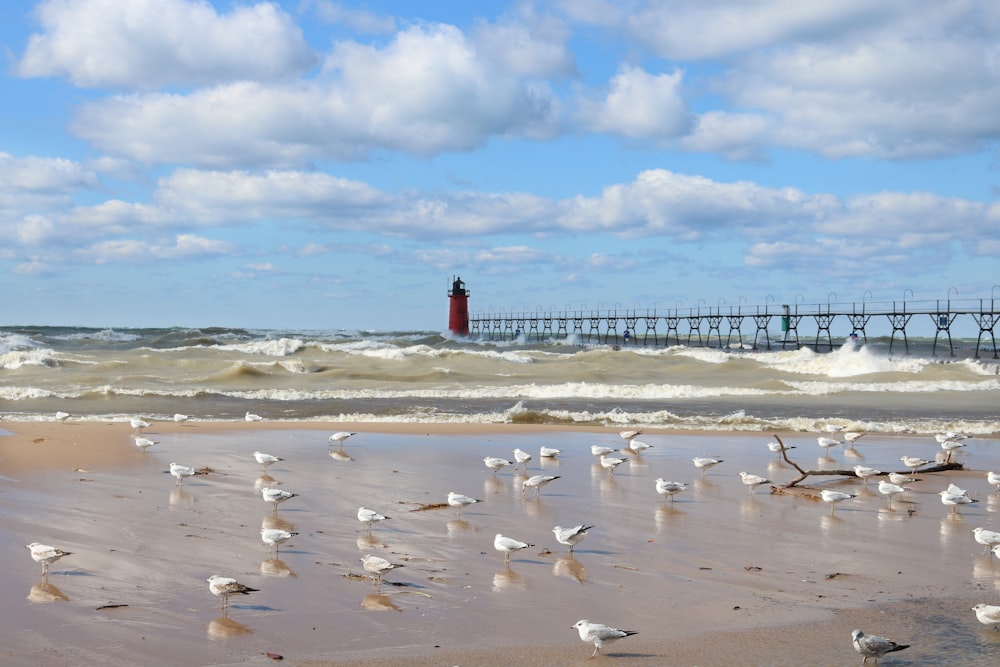 flock of white birds on beach during daytime