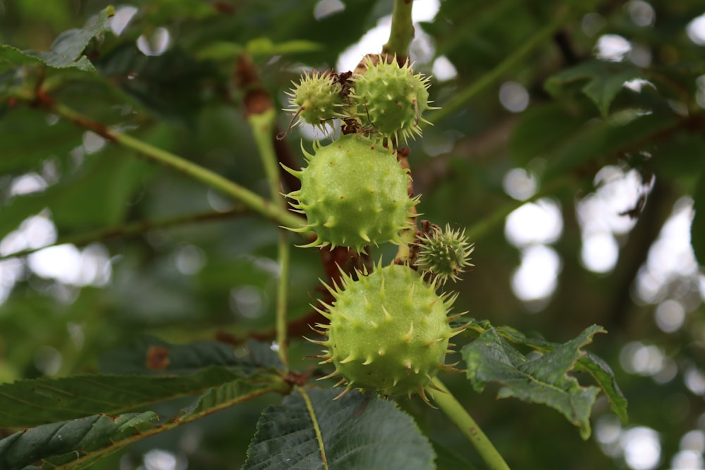 green round fruit in close up photography