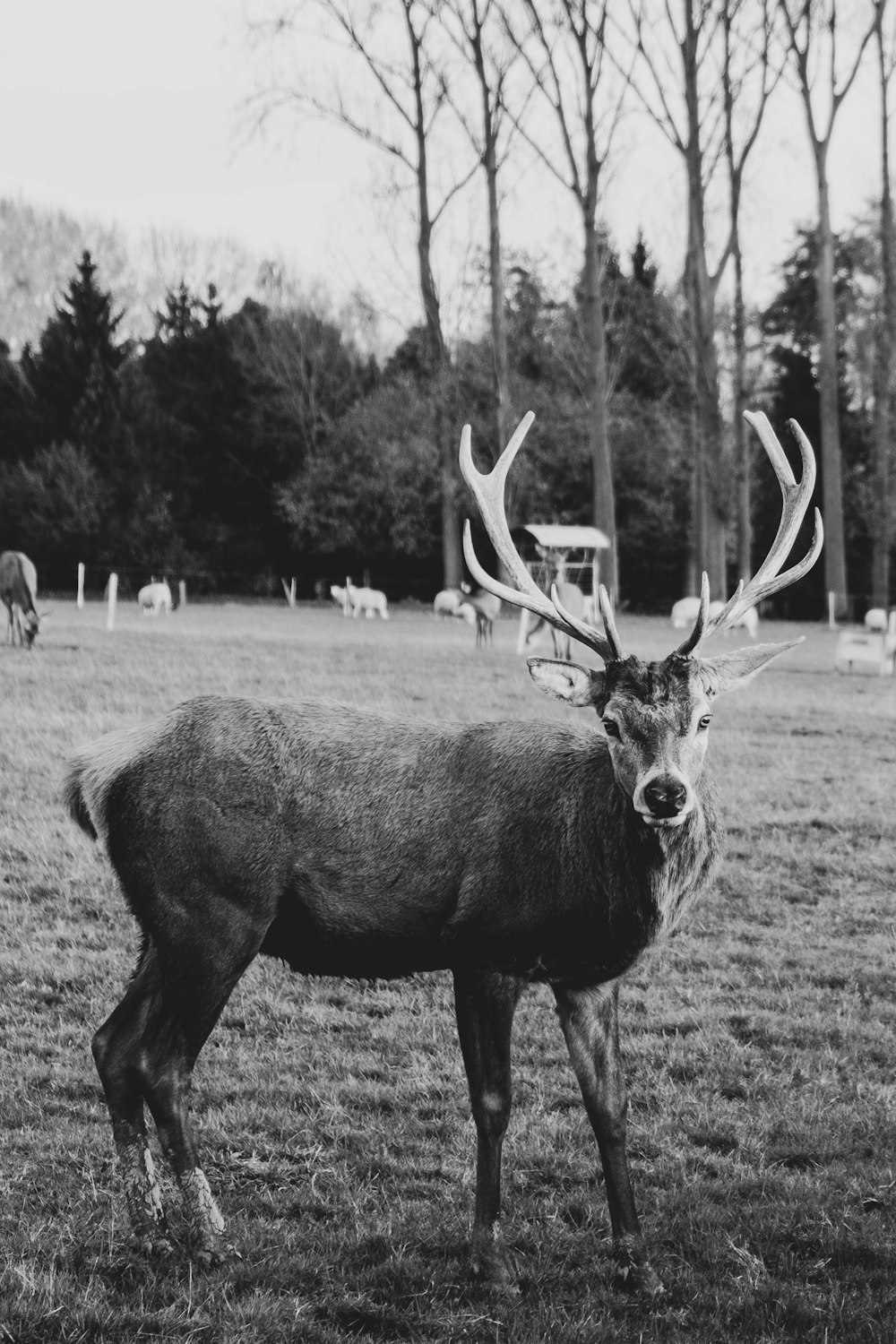 grayscale photo of deer on grass field