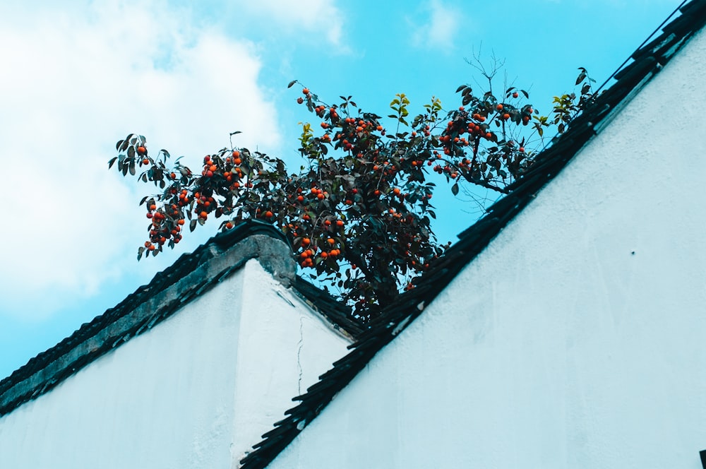 red and green leaves on roof