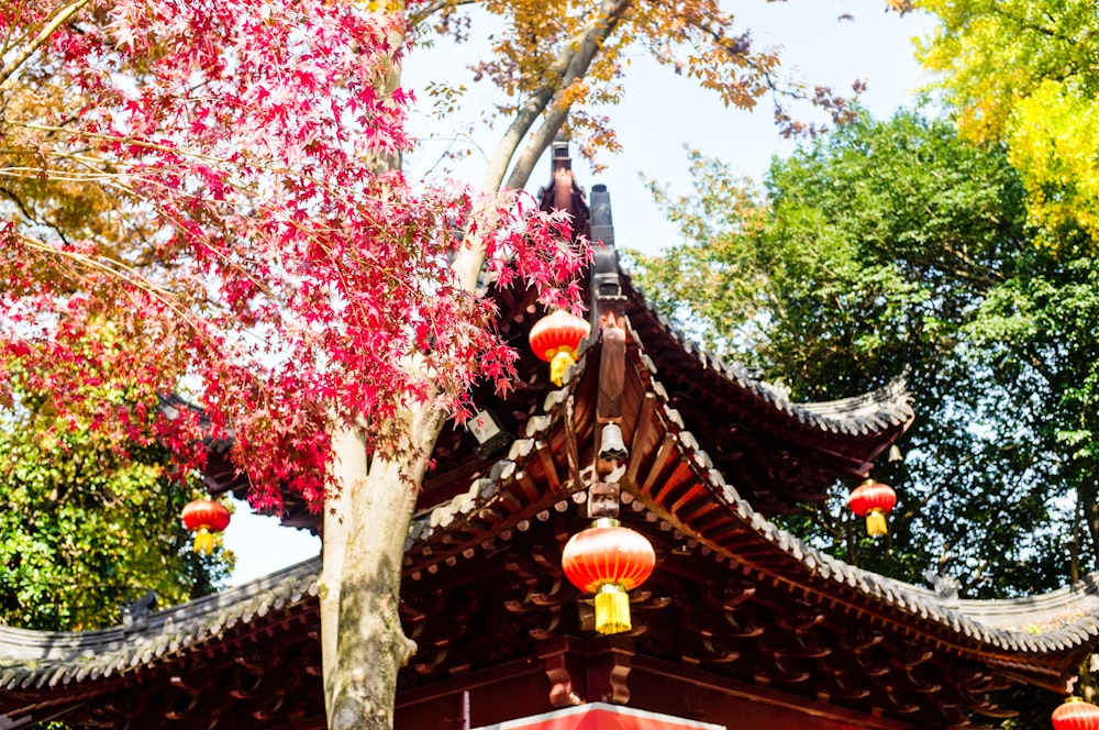 red and green tree near brown wooden gate during daytime