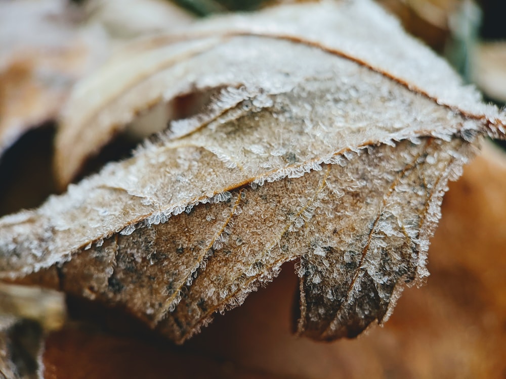 brown dried leaf in macro shot