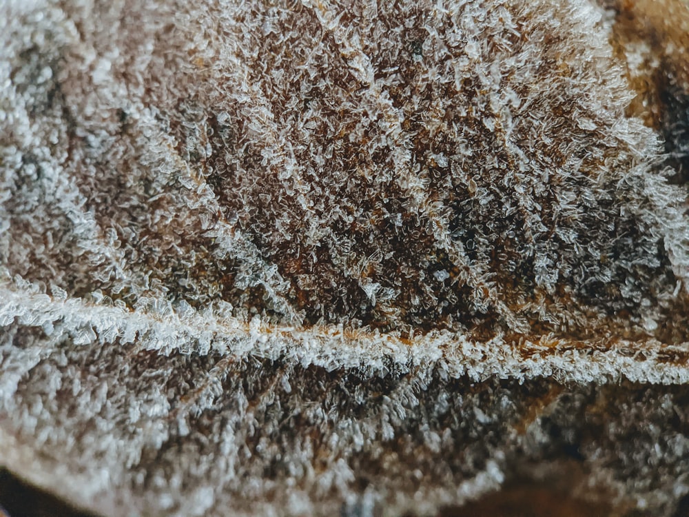 white and brown fur textile