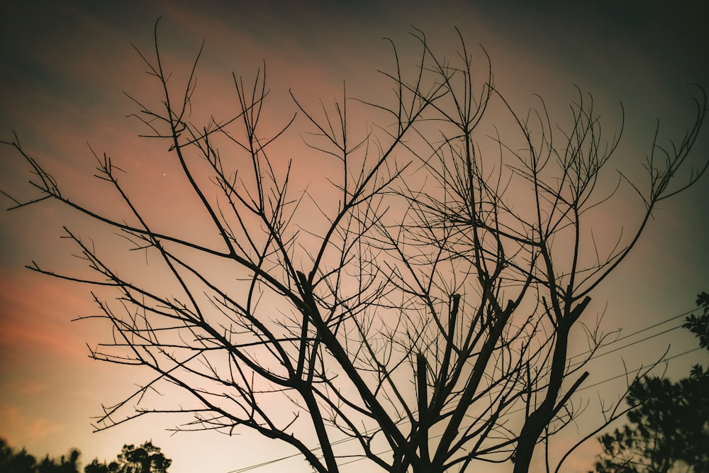 leafless tree under orange sky